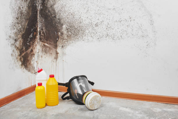 Professional Mold Remediation in Forest, VA