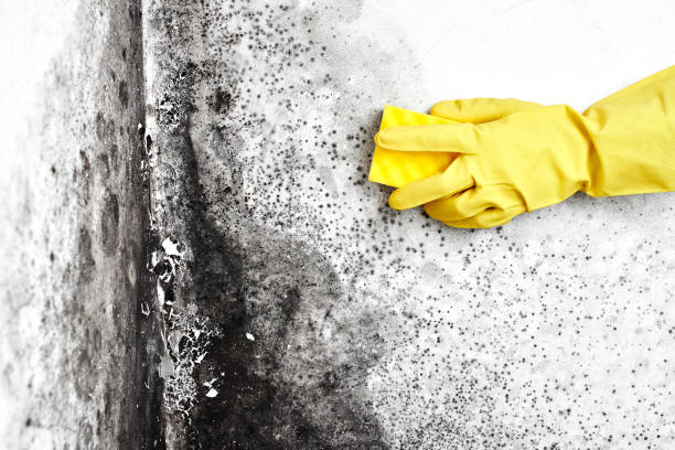 Best DIY Mold Remediation Support Services in Forest, VA