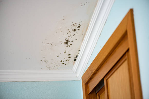 Best Industrial Mold Remediation in Forest, VA