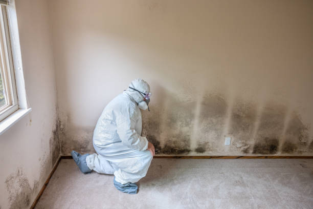 Best Residential Mold Remediation in Forest, VA