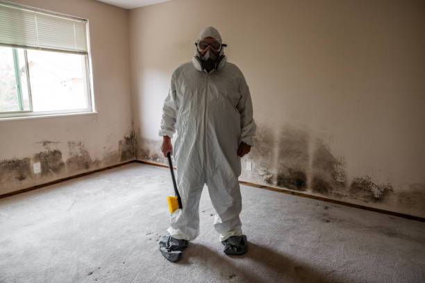 Best Black Mold Remediation in Forest, VA