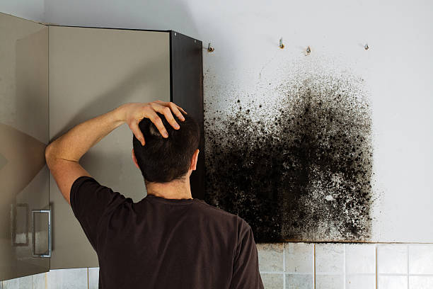 Best White Mold Remediation in Forest, VA