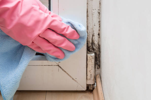 Best Kitchen Mold Remediation in Forest, VA